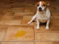 Petit chien blanc et brun assis sur un carrelage poreux, à côté d'une flaque de urine de chien.