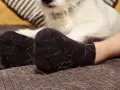 Pieds en chaussettes noires couvertes de poil de chat blanc. Un chien blanc est visible en arrière-plan.