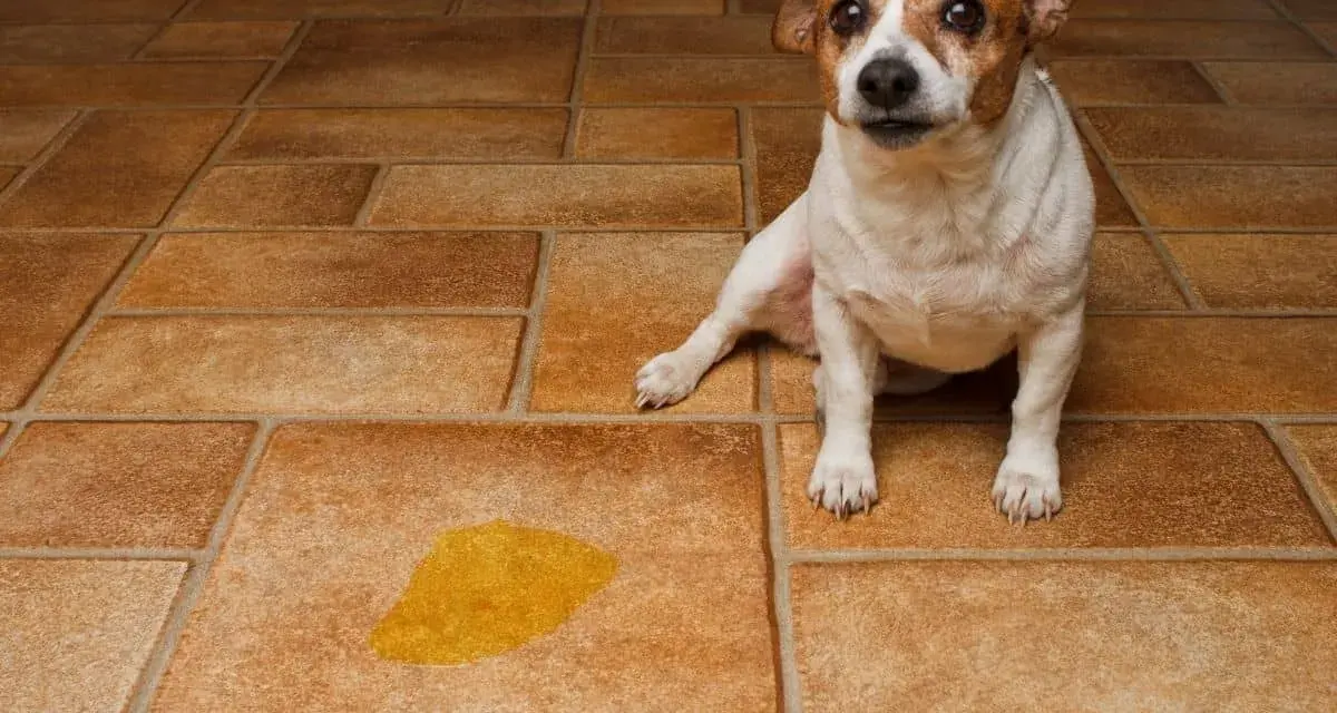Petit chien blanc et brun assis sur un carrelage poreux, à côté d'une flaque de urine de chien.