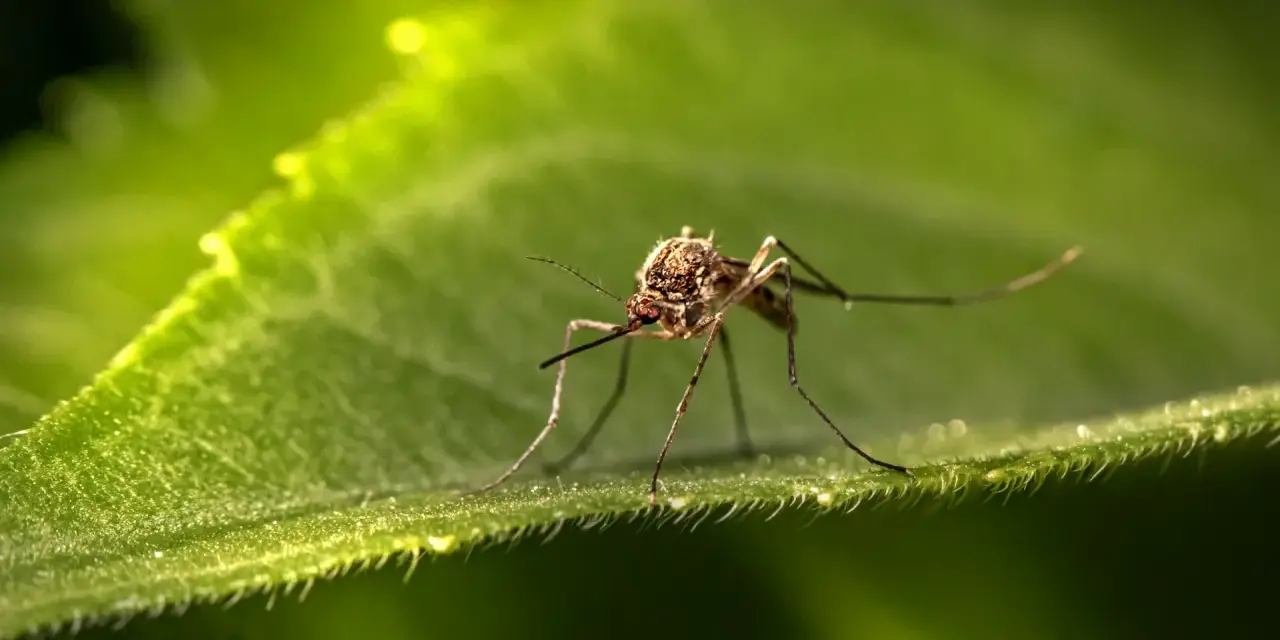 Un moustique sur une feuille verte. Une image macro pour éloigner les moustiques la nuit naturellement.