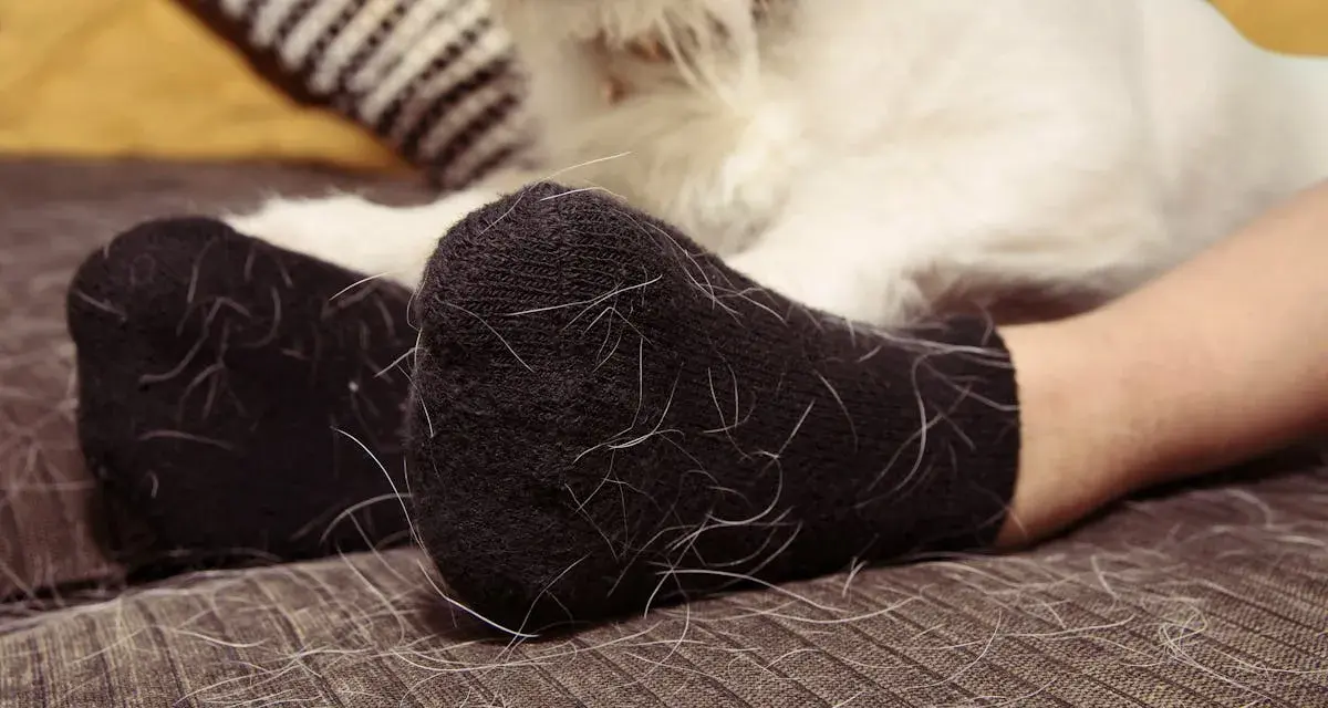 Pieds en chaussettes noires couvertes de poil de chat blanc. Un chien blanc est visible en arrière-plan.