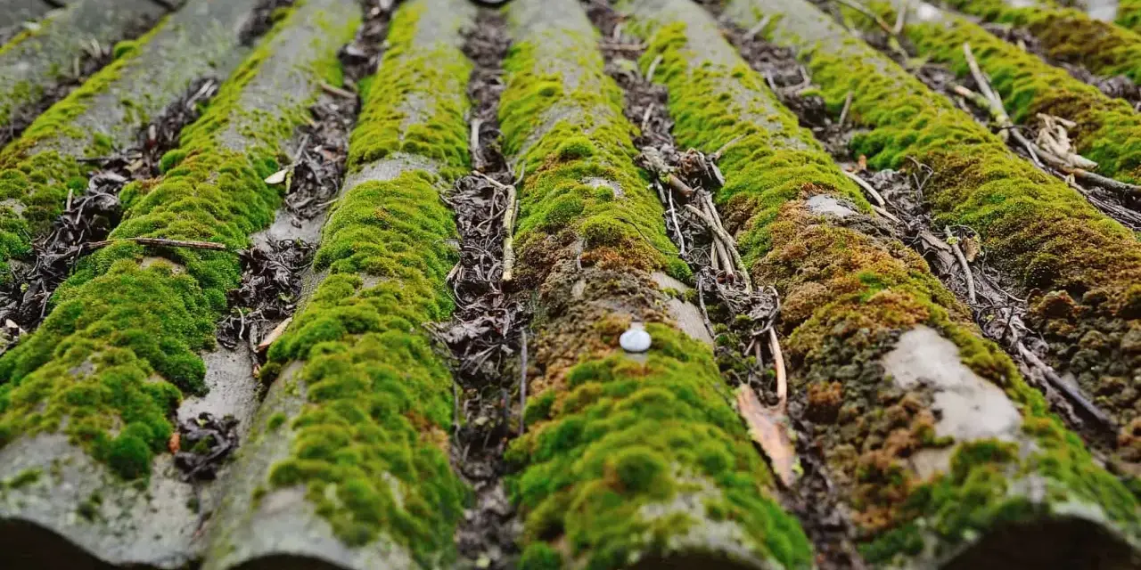Toit en fibrociment envahi par la mousse. Un anti mousse Axton pourrait aider à retrouver un toit propre.