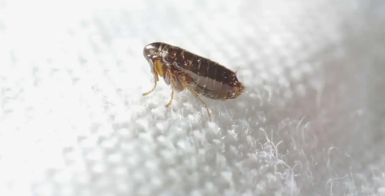 Puce sur un tissu blanc. Le vinaigre blanc est une solution naturelle contre les puces dans la maison.