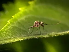 Un moustique sur une feuille verte. Une image macro pour éloigner les moustiques la nuit naturellement.
