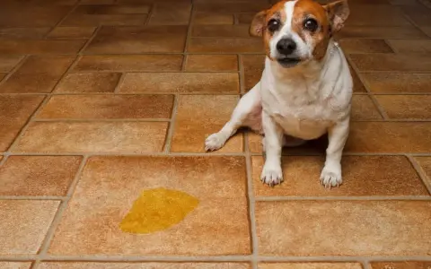 Petit chien blanc et brun assis sur un carrelage poreux, à côté d'une flaque de urine de chien.