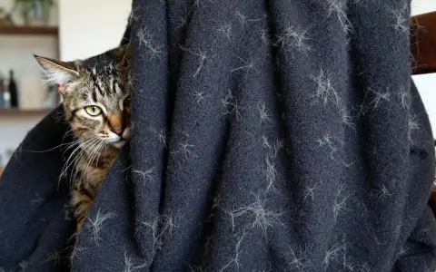 Un chat tigré se cache derrière un plaid couvert de poils. Une aide pour savoir comment enlever les poils de chat.