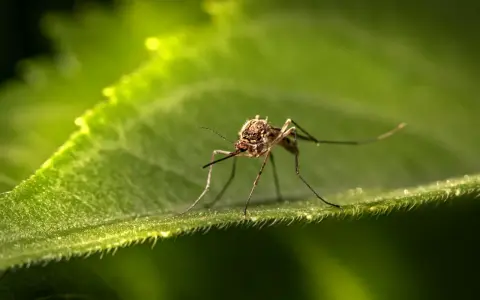 Un moustique sur une feuille verte. Une image macro pour éloigner les moustiques la nuit naturellement.