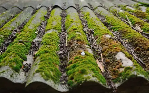 Toit en fibrociment envahi par la mousse. Un anti mousse Axton pourrait aider à retrouver un toit propre.