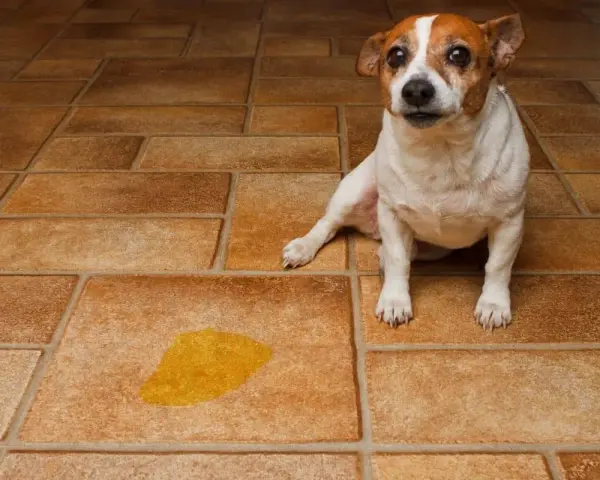 Petit chien blanc et brun assis sur un carrelage poreux, à côté d'une flaque de urine de chien.