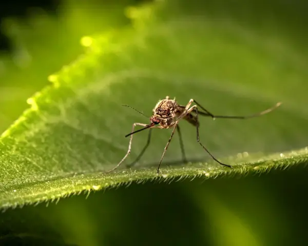 Un moustique sur une feuille verte. Une image macro pour éloigner les moustiques la nuit naturellement.
