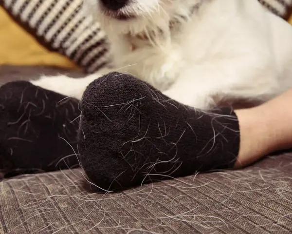 Pieds en chaussettes noires couvertes de poil de chat blanc. Un chien blanc est visible en arrière-plan.