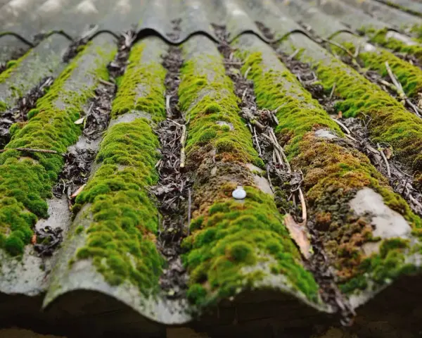 Toit en fibrociment envahi par la mousse. Un anti mousse Axton pourrait aider à retrouver un toit propre.