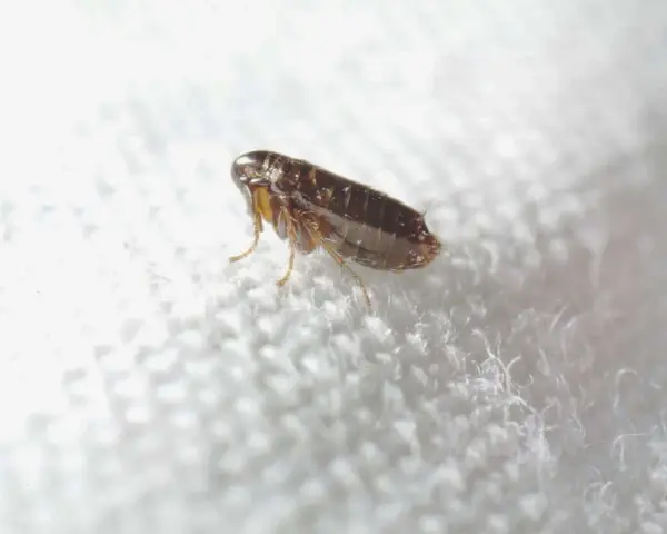 Puce sur un tissu blanc. Le vinaigre blanc est une solution naturelle contre les puces dans la maison.