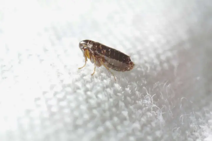 Puce sur un tissu blanc. Le vinaigre blanc est une solution naturelle contre les puces dans la maison.