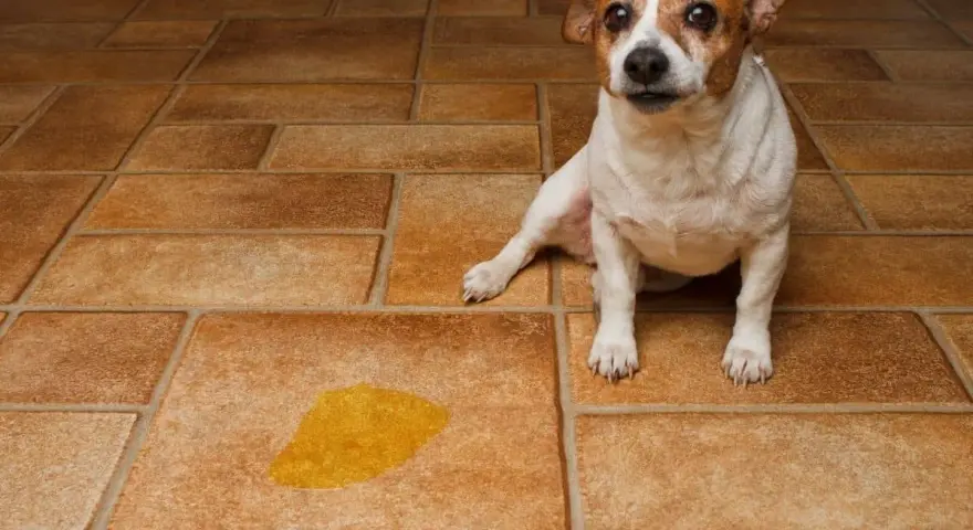 Petit chien blanc et brun assis sur un carrelage poreux, à côté d'une flaque de urine de chien.