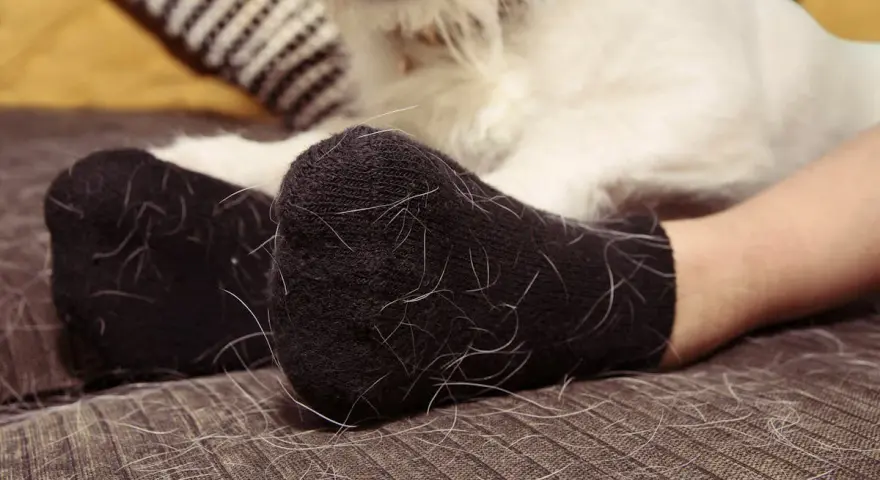 Pieds en chaussettes noires couvertes de poil de chat blanc. Un chien blanc est visible en arrière-plan.