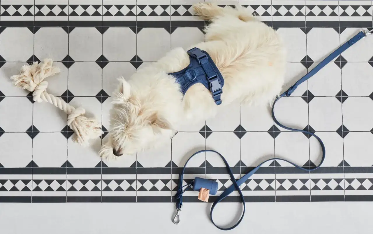 Chien blanc dormant sur carrelage. Harnais bleu, laisse, jouet corde et distributeur de sacs. Une petite tache sombre sur le carrelage poreux sugg&egrave;re une urine de chien.