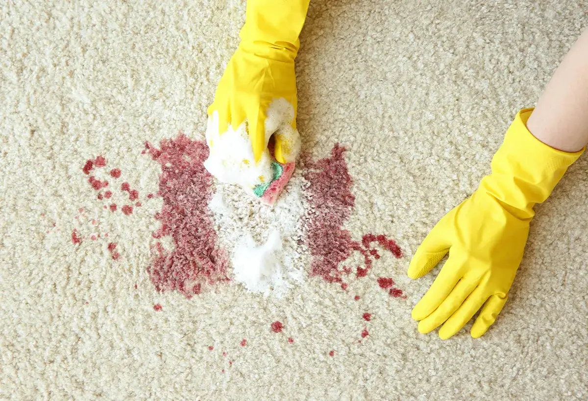 Une astuce de grand-mère pour une tache de vin rouge : des mains gantées de jaune frottent la moquette avec une éponge savonneuse.