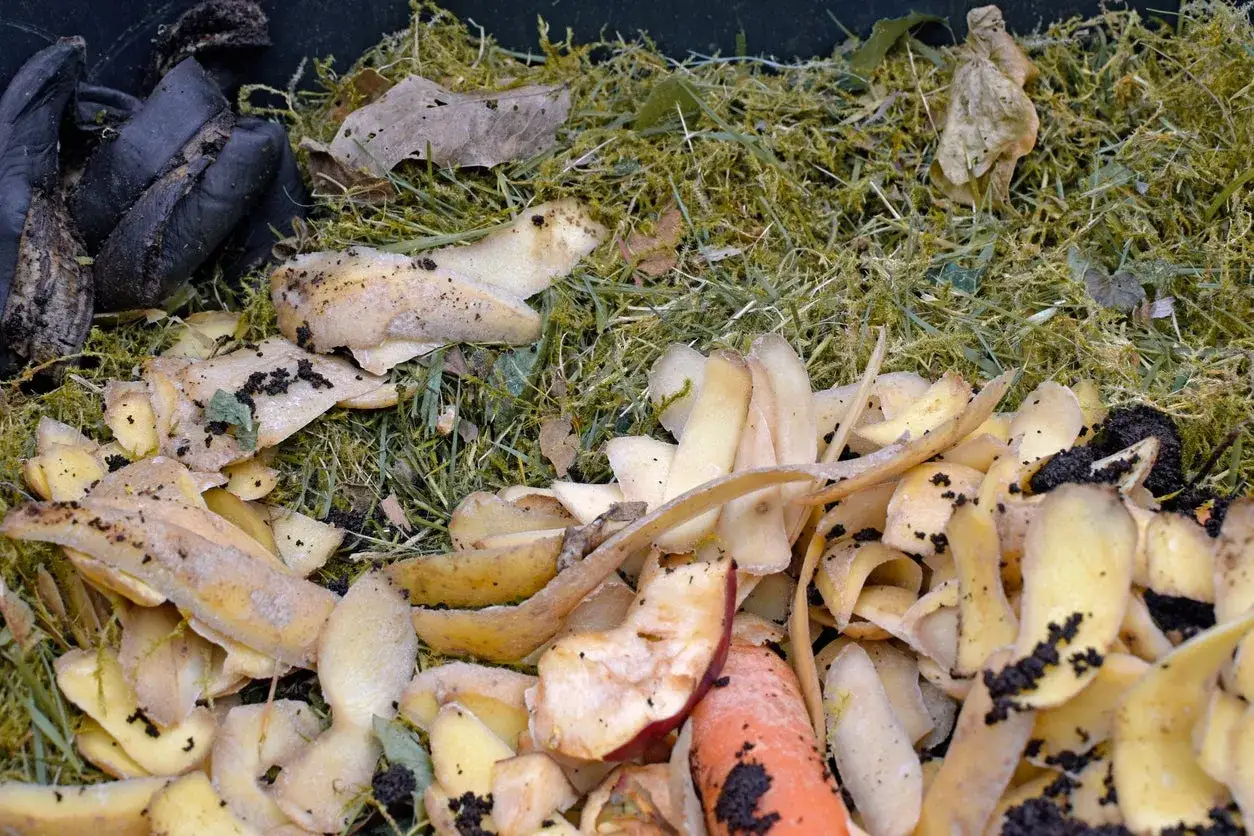 Épluchures de pomme de terre et autres déchets organiques dans un composteur, prêts à se transformer en terreau fertile.
