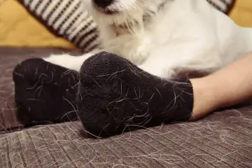 Pieds en chaussettes noires couvertes de poil de chat blanc. Un chien blanc est visible en arrière-plan.